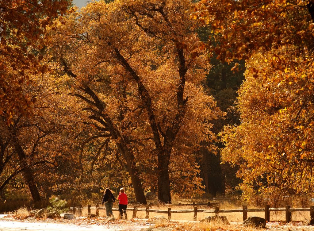 Fall colors in Yosemite