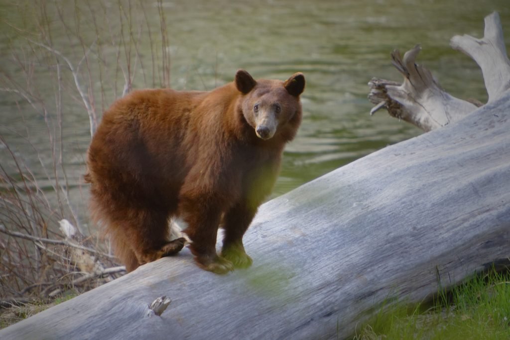 Bear in Yosemite Valley